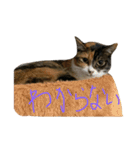 猫スタンプ仲良し2匹（個別スタンプ：7）