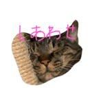 猫スタンプ仲良し2匹（個別スタンプ：8）