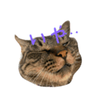 猫スタンプ仲良し2匹（個別スタンプ：9）