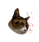 猫スタンプ仲良し2匹（個別スタンプ：11）