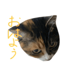 猫スタンプ仲良し2匹（個別スタンプ：12）