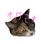 猫スタンプ仲良し2匹（個別スタンプ：15）