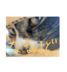 猫スタンプ仲良し2匹（個別スタンプ：17）