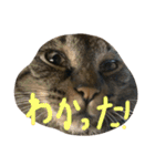猫スタンプ仲良し2匹（個別スタンプ：19）
