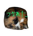 猫スタンプ仲良し2匹（個別スタンプ：20）