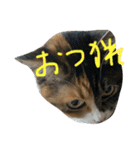 猫スタンプ仲良し2匹（個別スタンプ：22）