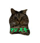 猫スタンプ仲良し2匹（個別スタンプ：25）