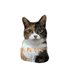 猫スタンプ仲良し2匹（個別スタンプ：26）