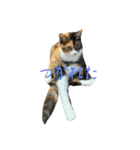 猫スタンプ仲良し2匹（個別スタンプ：27）