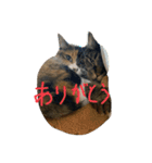 猫スタンプ仲良し2匹（個別スタンプ：28）