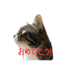猫スタンプ仲良し2匹（個別スタンプ：29）