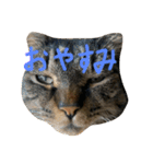 猫スタンプ仲良し2匹（個別スタンプ：31）