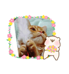 猫のクーザ＆あーちゃん＆ルタ（個別スタンプ：2）