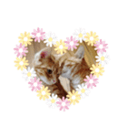 猫のクーザ＆あーちゃん＆ルタ（個別スタンプ：3）