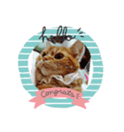 猫のクーザ＆あーちゃん＆ルタ（個別スタンプ：6）