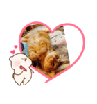 猫のクーザ＆あーちゃん＆ルタ（個別スタンプ：12）