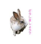 うさぎ あいさつ（個別スタンプ：3）
