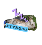 うさぎ あいさつ（個別スタンプ：4）
