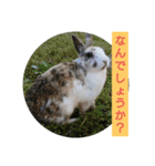 うさぎ あいさつ（個別スタンプ：5）