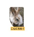 うさぎ あいさつ（個別スタンプ：6）