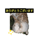 うさぎ あいさつ（個別スタンプ：8）
