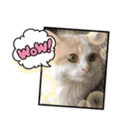 猫 だーい好き 3（個別スタンプ：1）