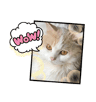 猫 だーい好き 3（個別スタンプ：2）