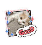猫 だーい好き 3（個別スタンプ：3）
