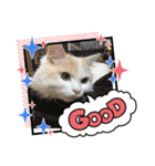 猫 だーい好き 3（個別スタンプ：4）