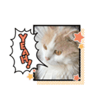 猫 だーい好き 3（個別スタンプ：5）