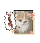 猫 だーい好き 3（個別スタンプ：6）