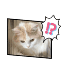 猫 だーい好き 3（個別スタンプ：7）