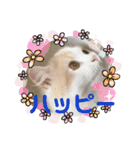 猫 だーい好き 3（個別スタンプ：9）