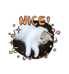 猫 だーい好き 3（個別スタンプ：11）