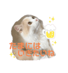 猫 だーい好き 3（個別スタンプ：13）