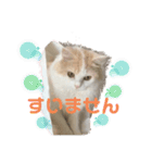 猫 だーい好き 3（個別スタンプ：14）