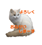 猫 だーい好き 3（個別スタンプ：15）
