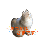猫 だーい好き 3（個別スタンプ：16）