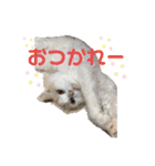 猫 だーい好き 3（個別スタンプ：17）