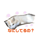 猫 だーい好き 3（個別スタンプ：18）