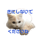 猫 だーい好き 3（個別スタンプ：19）