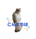 猫 だーい好き 3（個別スタンプ：20）