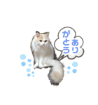 猫 だーい好き 3（個別スタンプ：21）