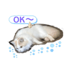 猫 だーい好き 3（個別スタンプ：22）
