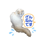 猫 だーい好き 3（個別スタンプ：23）