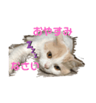 猫 だーい好き 3（個別スタンプ：24）