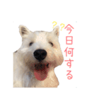大福スタンプ4（個別スタンプ：2）
