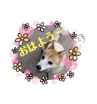 メルたんの日常（個別スタンプ：1）
