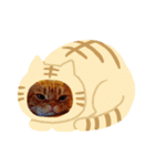 可愛いアメショー三兄弟（個別スタンプ：1）