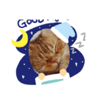 可愛いアメショー三兄弟（個別スタンプ：3）